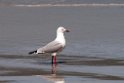 Silver Gull.20101113_4179