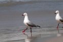 Silver Gull.20101113_4183