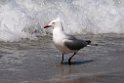 Silver Gull.20101113_4184
