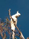 Sulphur-crested Cockaroo.20101119_4699