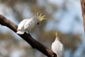 Sulphur-crested Cockatoo.20101121_4882