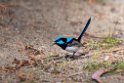 Superb Fairywren.20101113_4294