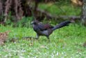 Superb Lyrebird.20101124_5193