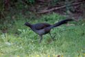 Superb Lyrebird.20101124_5196