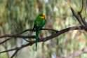 Superb Parrot.20101119_4770
