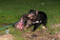 Tasmanian Devil.20101111_3990