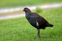 Tasmanian Native-Hen.20101113_4362