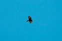 Wedge-tailed Eagle.20101101_2708