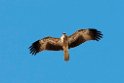 Whistling Kite.20101101_2852