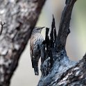 White-browed Treecreeper.20101109_3730