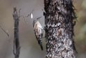 White-browed Treecreeper.20101109_3736