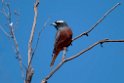 White-browed Wood-swallow.20101105_3302