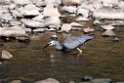 White-faced Heron.20101109_3640