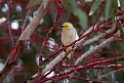 White-plumed Honeyeater.20101030_1921