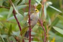 White-plumed Honeyeater.20101030_1942