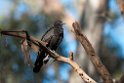White-winged Chough.20101119_4858