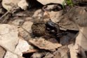 Bille.20100424_0597