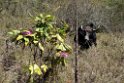 Cow.20100424_0159