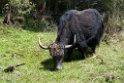 Cow.20100424_0160