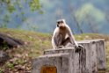 Golden Langur.20100424_0211