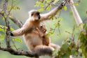Golden Langur.20100424_0225