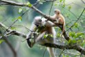 Golden Langur.20100424_0263