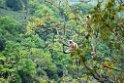 Golden Langur.20100424_0279