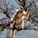Golden Langur.20100424_0339