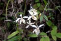 Orchid.20100503_1194