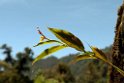 Orkide.20100429_0777