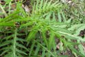 Plant.20100503_0991