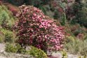 Rhododendron Chele La.20100424_0399