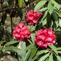 Rhodondendrom.20100429_0886