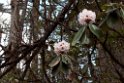 Rhondrondendron.20100503_1056