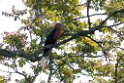 Rufous-necked Hornbil.20100424_0377