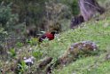 Satyr Tragopan.20100429_0839