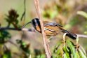 Slender-billed Scimiterbill.20100429_0794