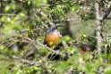 Slender-billed Scimiterbill.20100429_0805