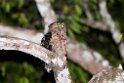Buffy Fish-owl.20110227_6076