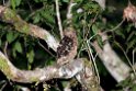 Buffy Fish-owl.20110227_6077