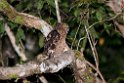 Buffy Fish-owl.20110227_6086