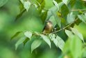 Finch's Bulbul.20110228_6200