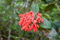 Flower.20110304_6698