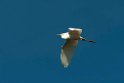 Great Egret.20110304_6553