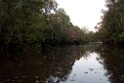 Kinabatang river.20110304_6777
