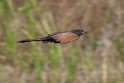 Lesser Coucal.20110304_6560