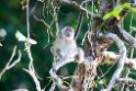 Macaque.20110225_5875