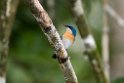Malaysian Blue Flycatcher.20110225_5564