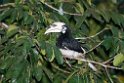 Oriental pied hornbill.20110225_6028