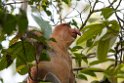 Proboscis Monkey.20110225_5728